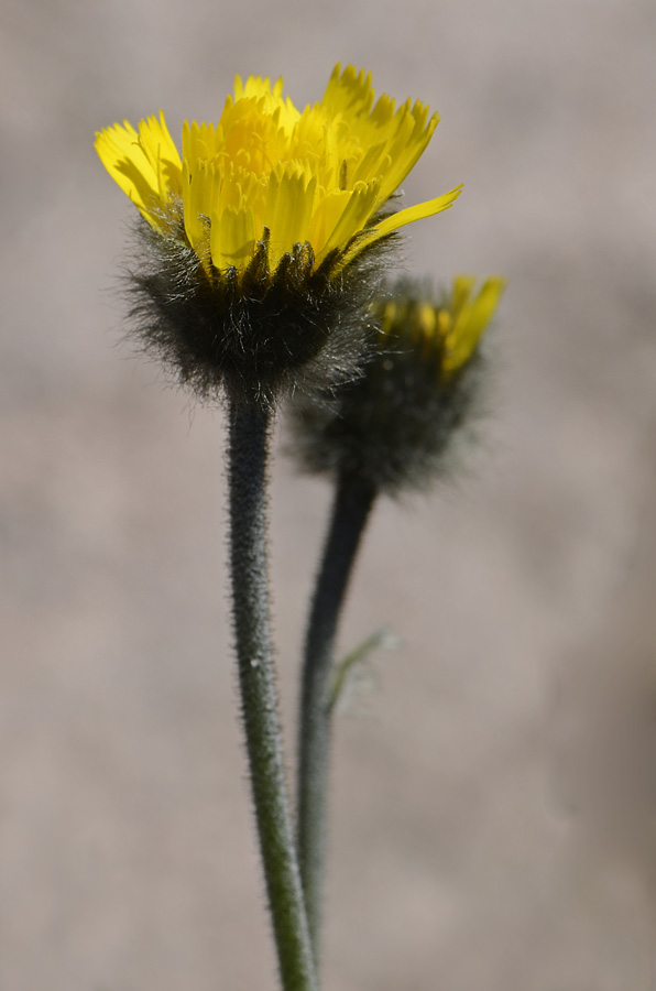 Hieracium piliferum / Sparviere peloso